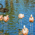 Pink Flamingos Black Swan