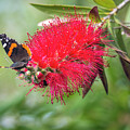 Red Admiral On A Red Bottlebrush Bloom